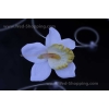 Trouwauto versieren witte orchideeën DEK1037